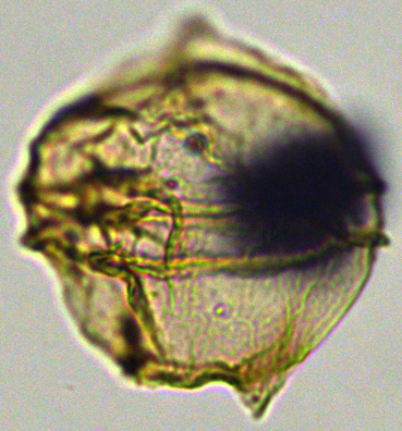 Senegalinium obscurum Sen33XCC0901020a.jpg